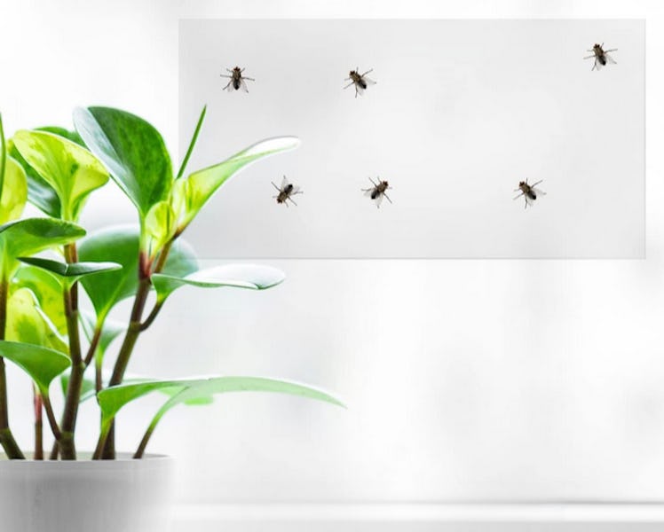 TRAP A PEST Window Fly Traps (30-Pack)