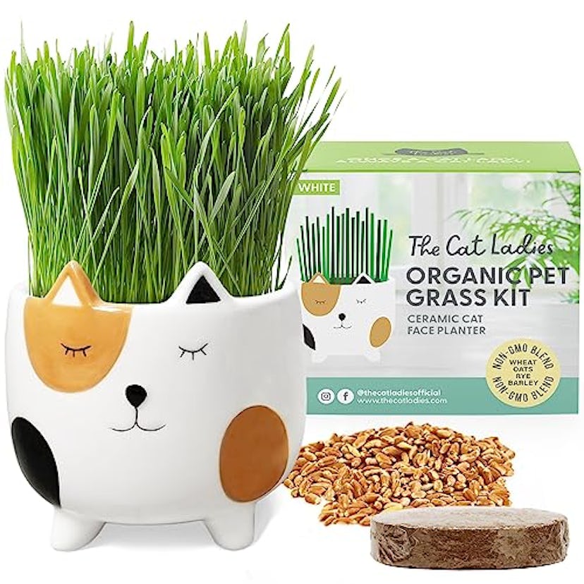  The Cat Ladies Cat Grass for Indoor Cats