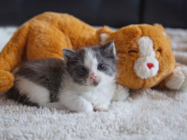 Calmeroos Cat Heartbeat Toy