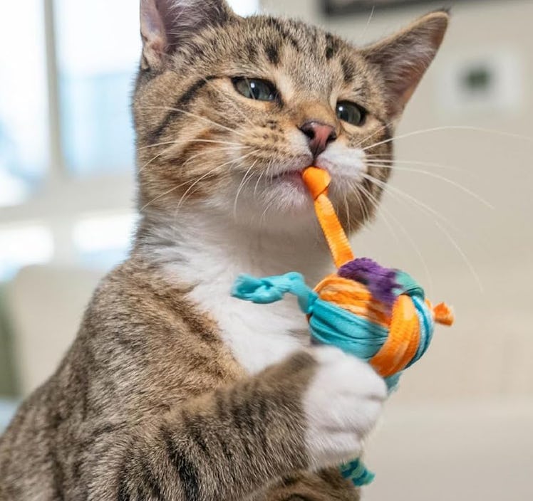Catstages Dental Chew Toy