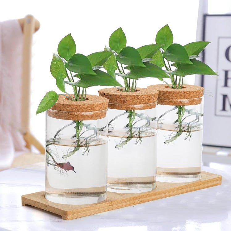 Lawei Plant Terrarium Propagation Stations (3-Pieces)