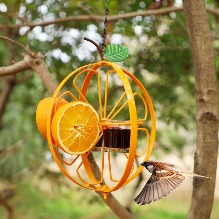 FORUP Oriole Bird Feeder