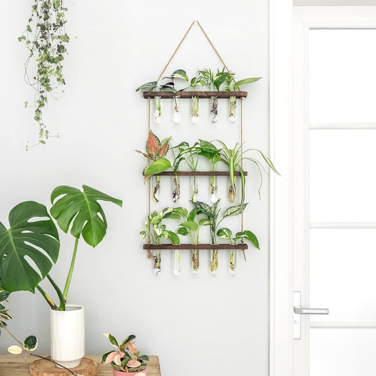 Mkono Plant Propagation Hanging Terrarium