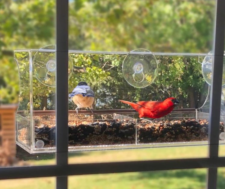 Nature's Hangout Window Bird Feeder