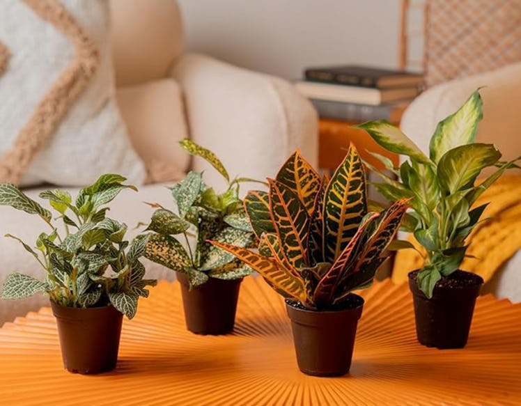 Costa Farms Live Plants (6-Pack)