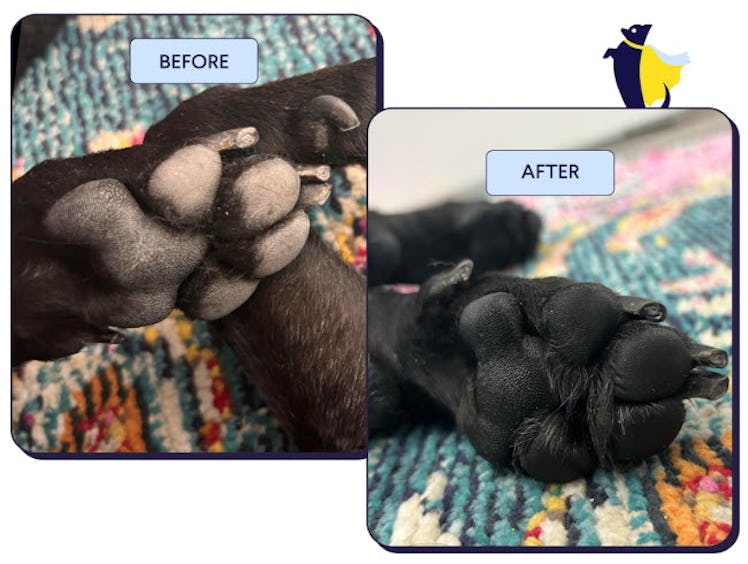 Finn Paw Hero