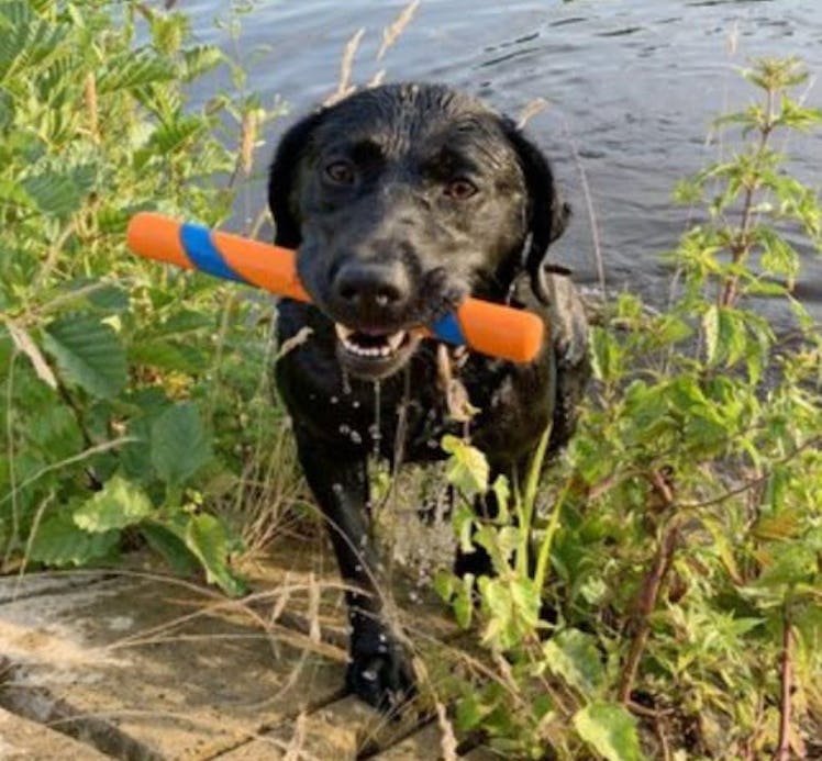 Chuckit! Interactive Ultra Fetch Stick