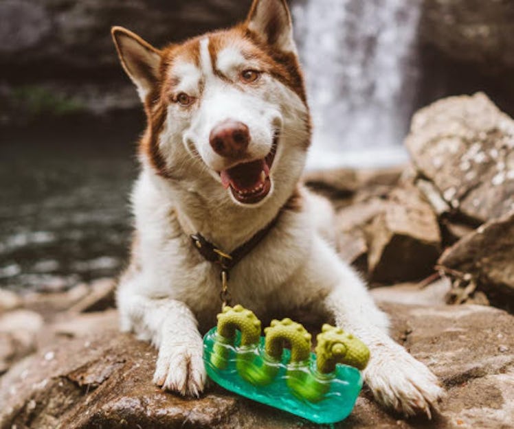 Barkbox Dogness Monster Chew