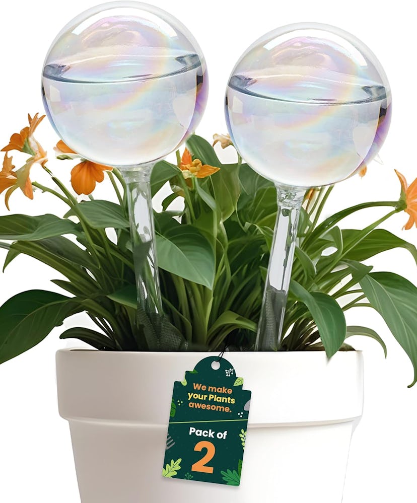 Plankkers Self Watering Globes (2-Pack)