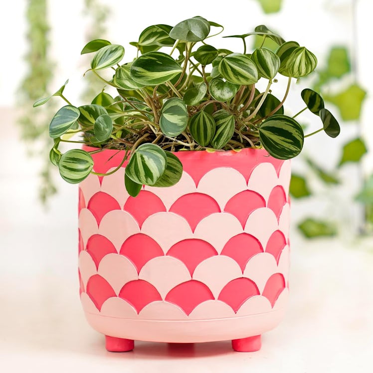 Pointnio Indoor Plant Pot