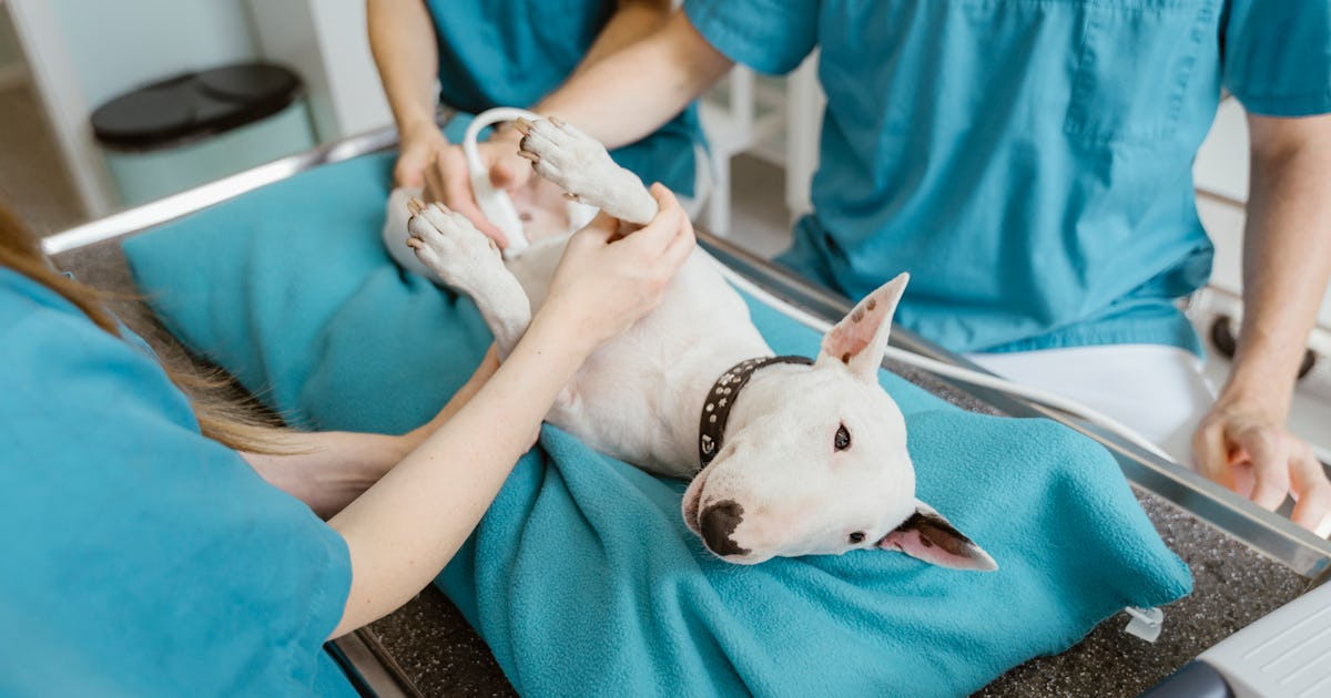 When It's Your Pet's Life On The Line, What Would You Spend?