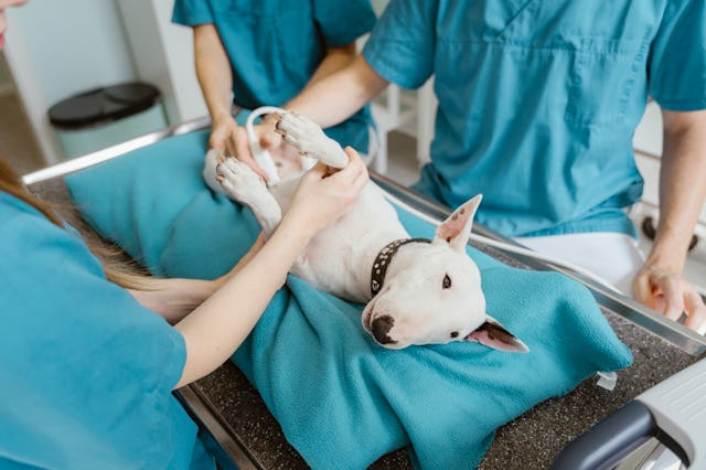 Two veterinary professionals in scrubs are examining a white dog lying on a table. The dog is relaxe...