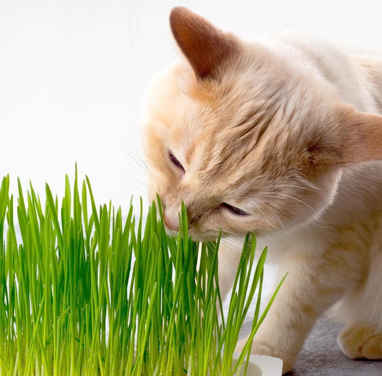 Miracle Care Cat A'bout Cat Grass Kit For Indoor Cats