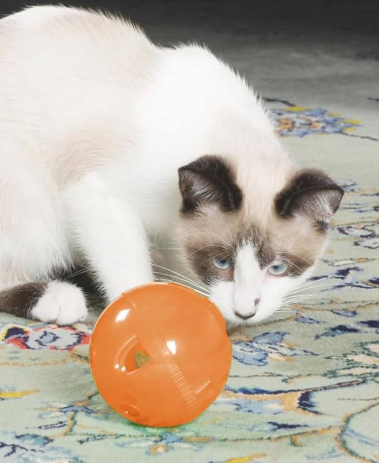 PetSafe Slimcat Interactive Feeder Ball