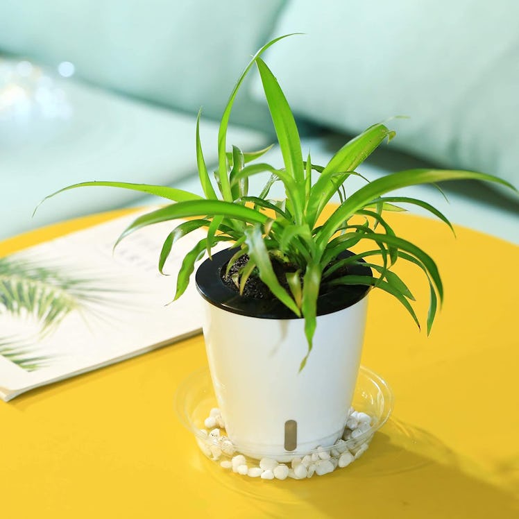 Planterhoma Self Watering Pots (5-Pack)