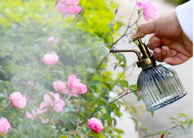 OFFIDIX Plant Mister