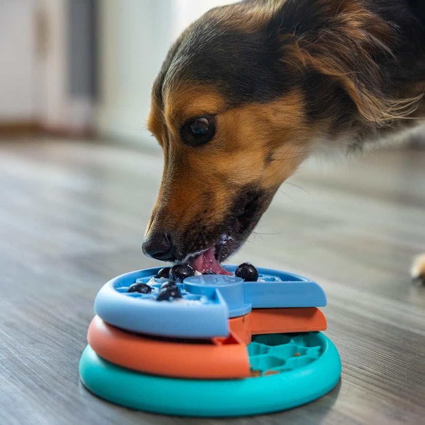 Outward Hound 3-in-1 Dog Puzzle Feeder