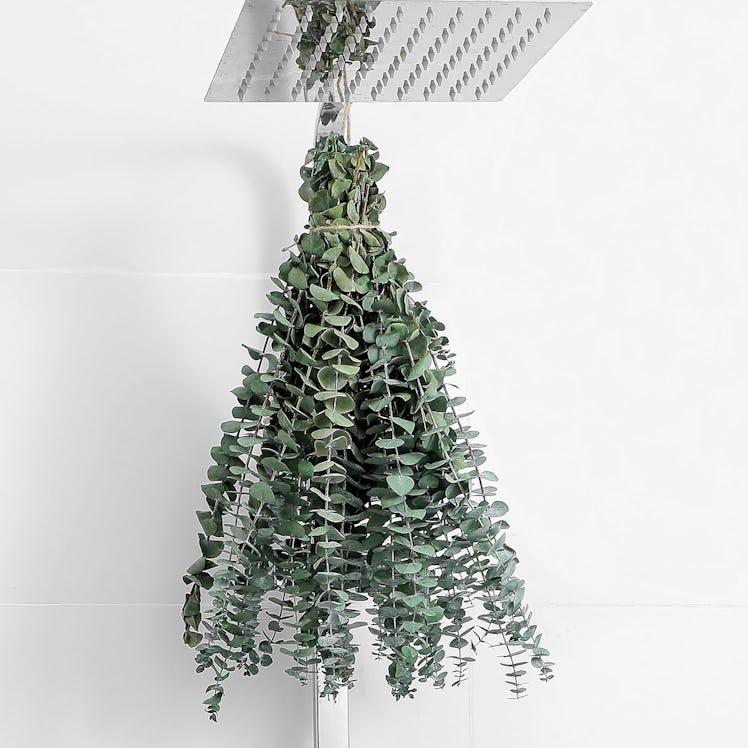 FAVOWREATH Dried Eucalyptus Stems (10-Pieces)