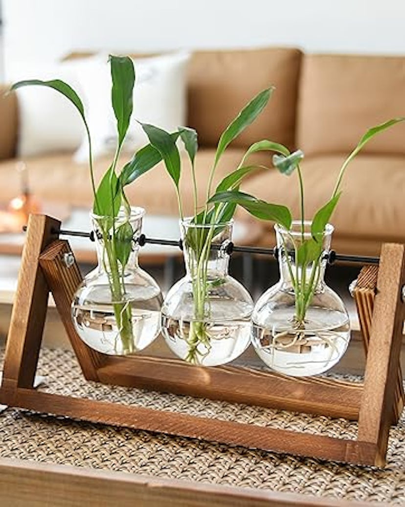 XXXFLOWER Plant Terrarium with Wooden Stand