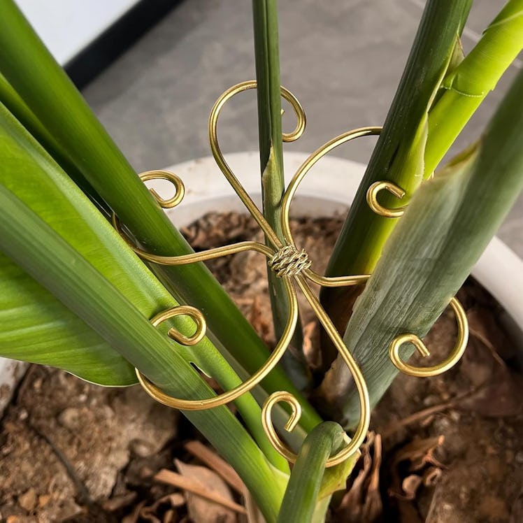 Mewcooss Plant Stem Support (6-Pack)