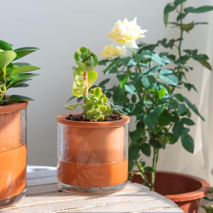 Phoenix Vine Self Watering Plant Pot