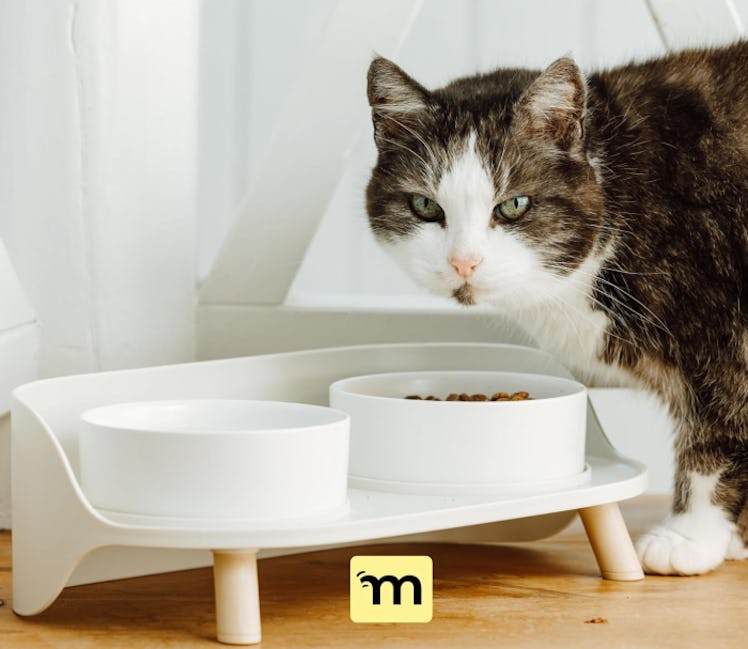 MalsiPree Elevated Ceramic Dog & Cat Bowls Set