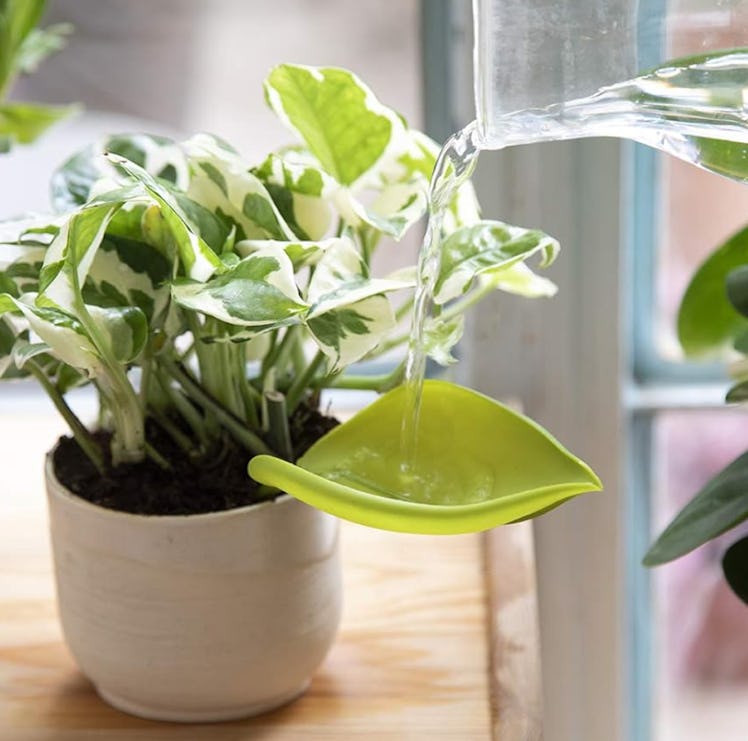 Peleg Design Watering Funnel (3-Pack)