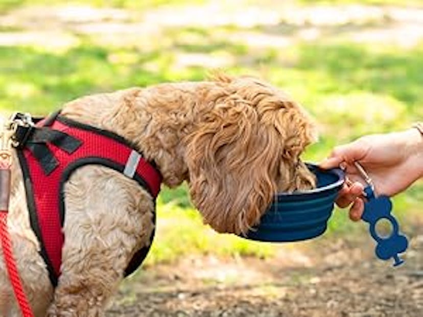 Bonza Collapsible Dog Bowl