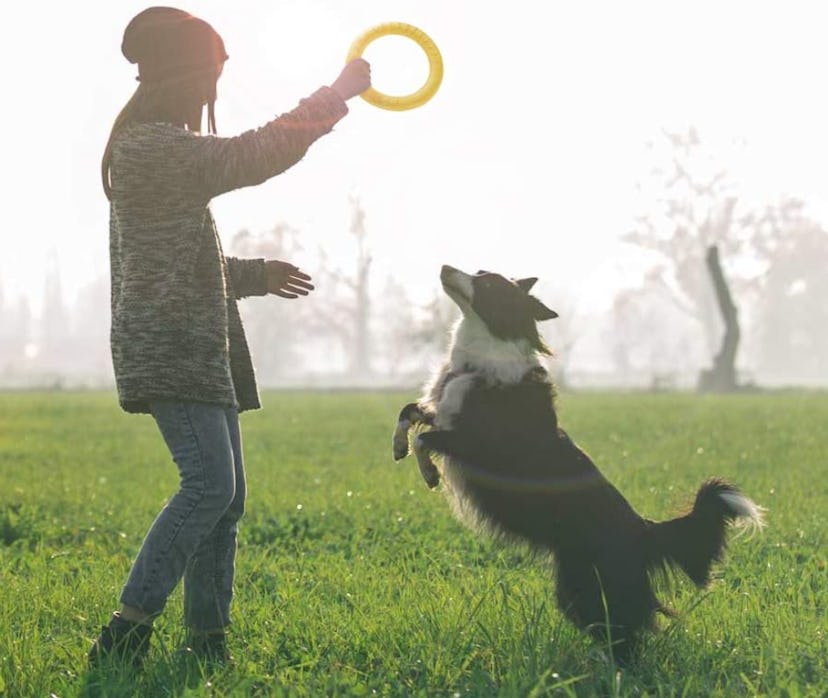 PetSpy Dog Training Flying Disc