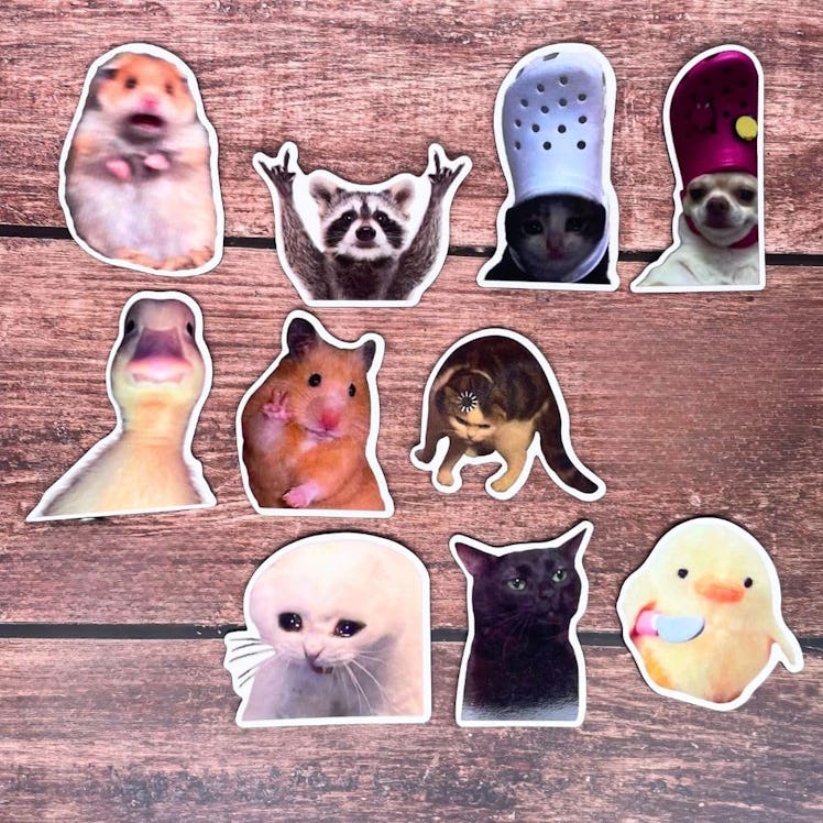 YJ PREMIUMS Animal Meme Fridge Magnets (10-Pack)