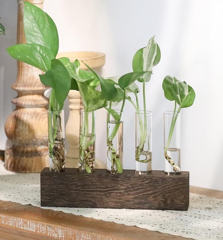 KAXYEW Glass Plant Propagation Station