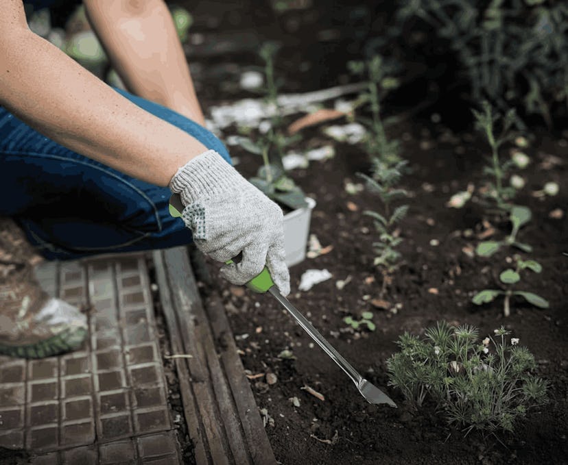 Garden Guru Dandelion Weeder Tool