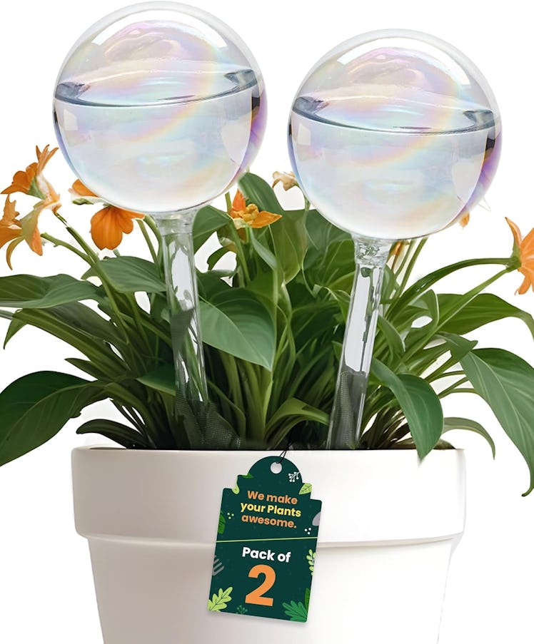 PlanKKers Self Watering Globes (2-Pack)