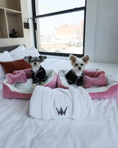 luxury hotel packages for dogs