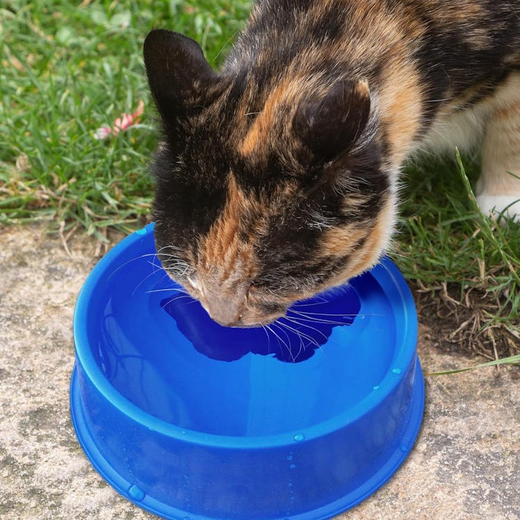 Farm Innovators Heated Pet Bowl With Anti Chew Cord