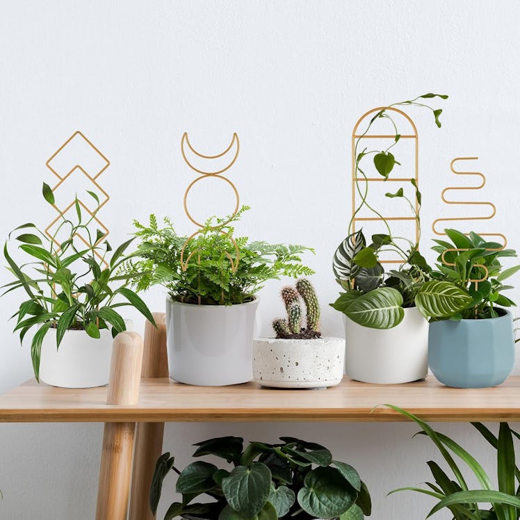 WellSign Indoor Plant Trellis (4-Pack)