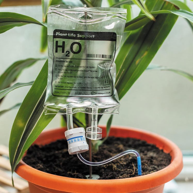 Bubblegum Stuff Plant Life Water Support