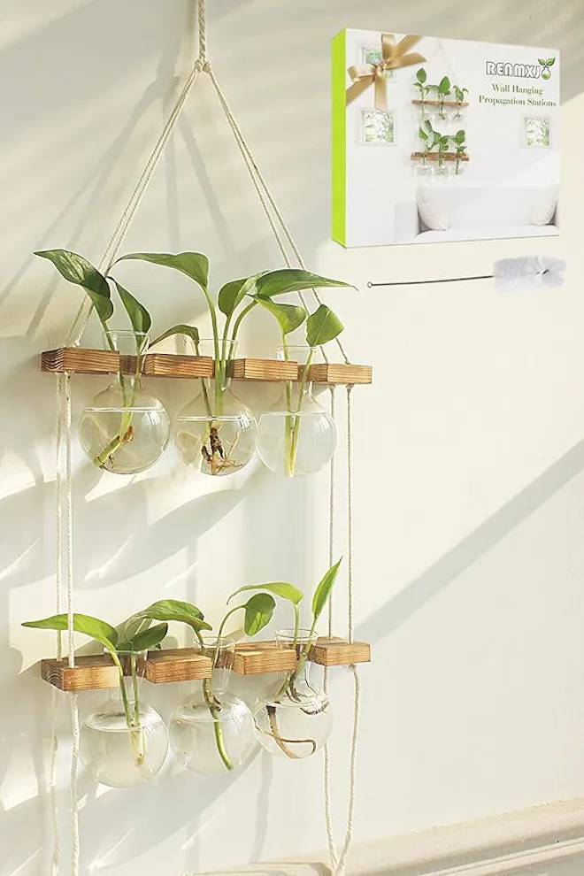 Renmxj Plant Propagation Wall Hanging