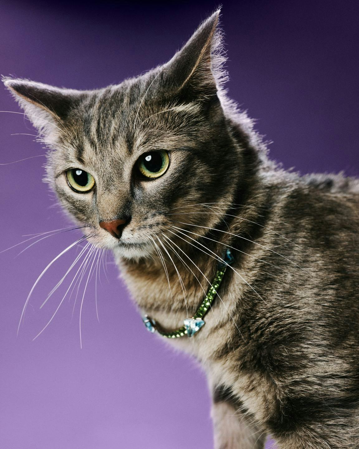 The Best Animal Performances of the Year From the Dog in 'The Friend' to the Snake in 'Sinners'