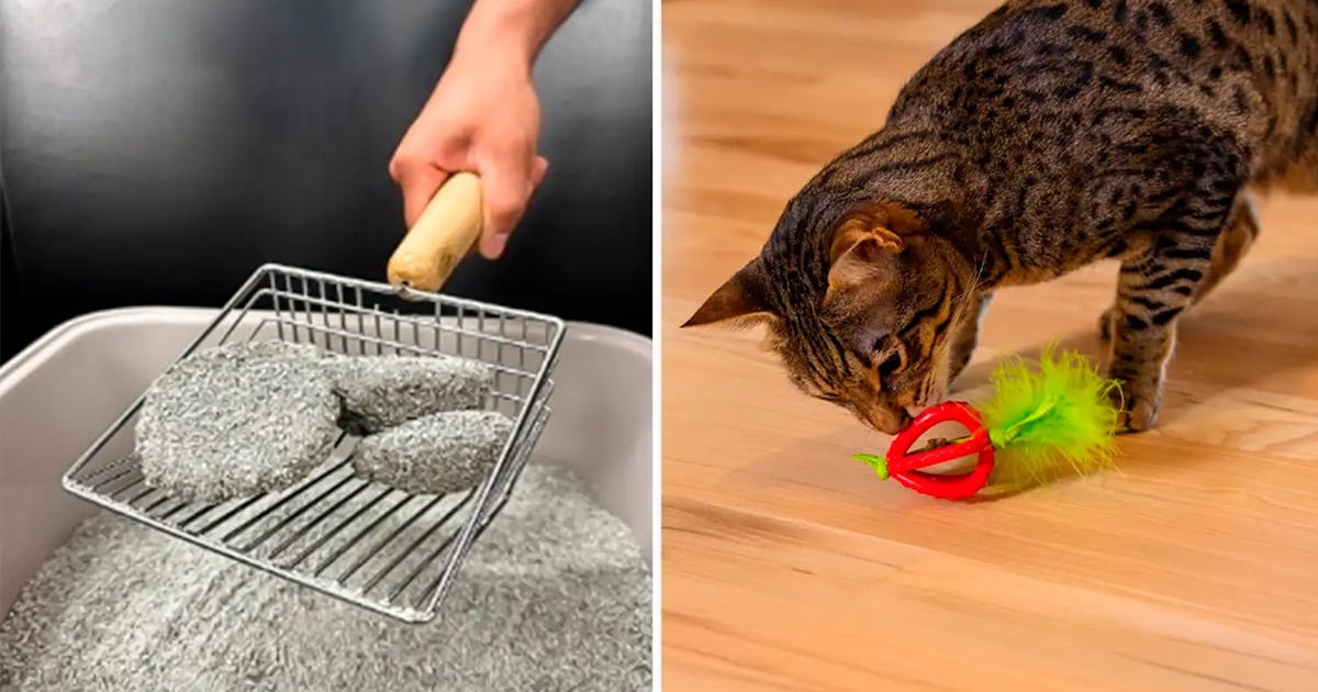 50 Weird Things For Your Cat That Are Actually Life-Changing