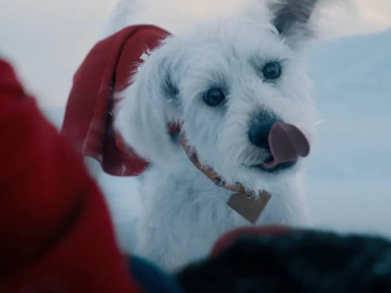 Krypto in 'Superman.'