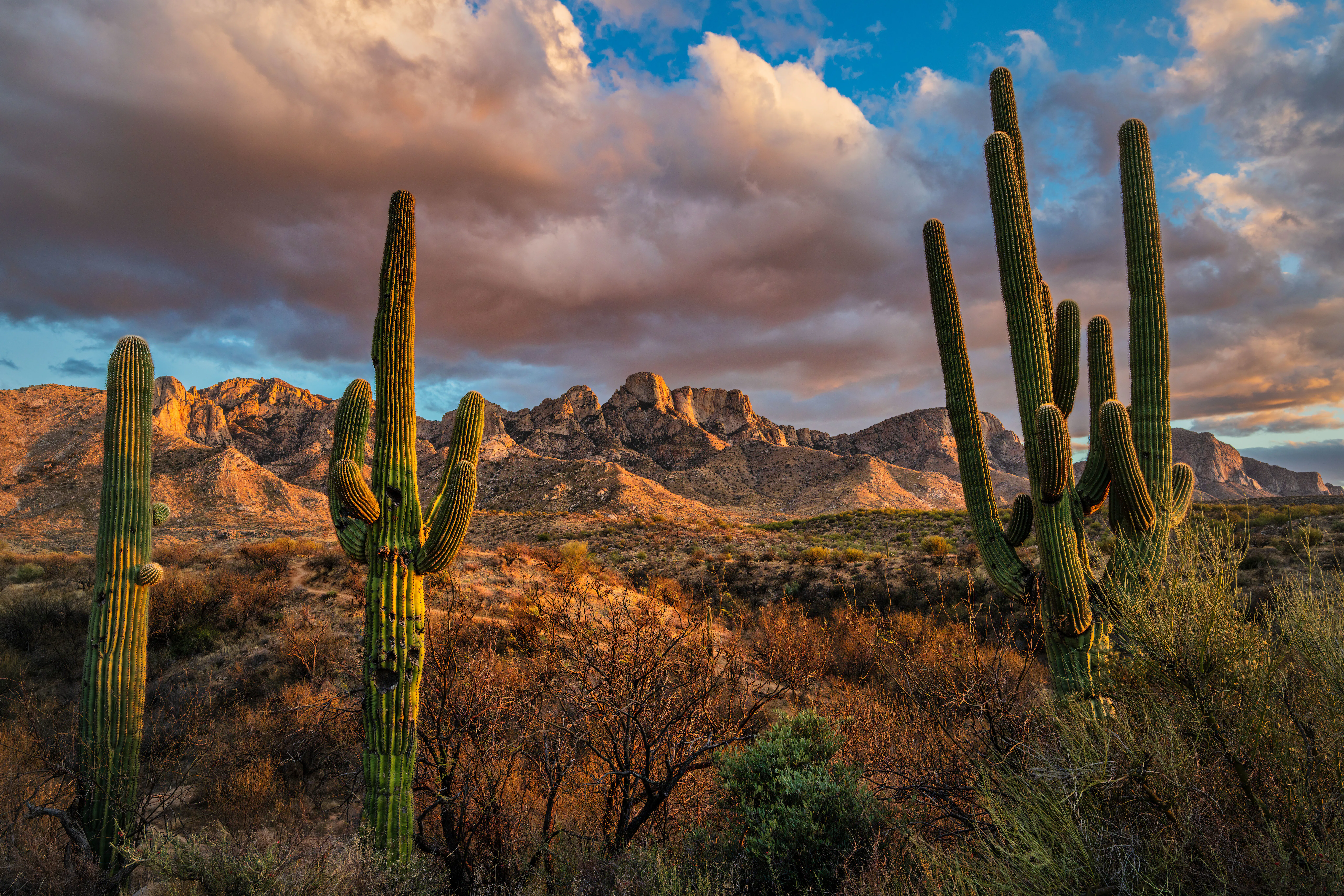 Cacti in a desert landscape with rugged mountains in the background. The sky is partly cloudy, with ...