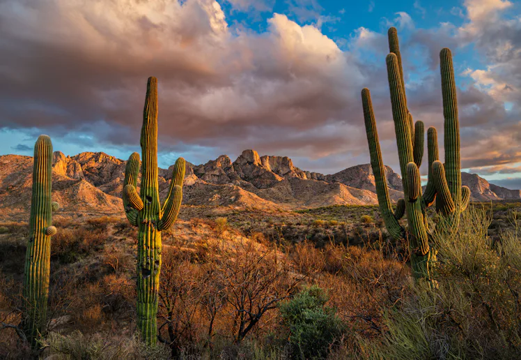 Cacti in a desert landscape with rugged mountains in the background. The sky is partly cloudy, with ...