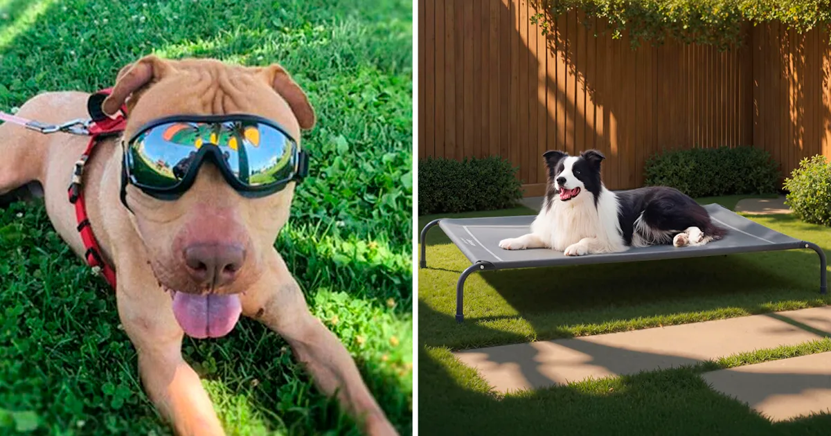 50 Clever Things That Make Your Dog Way Happier