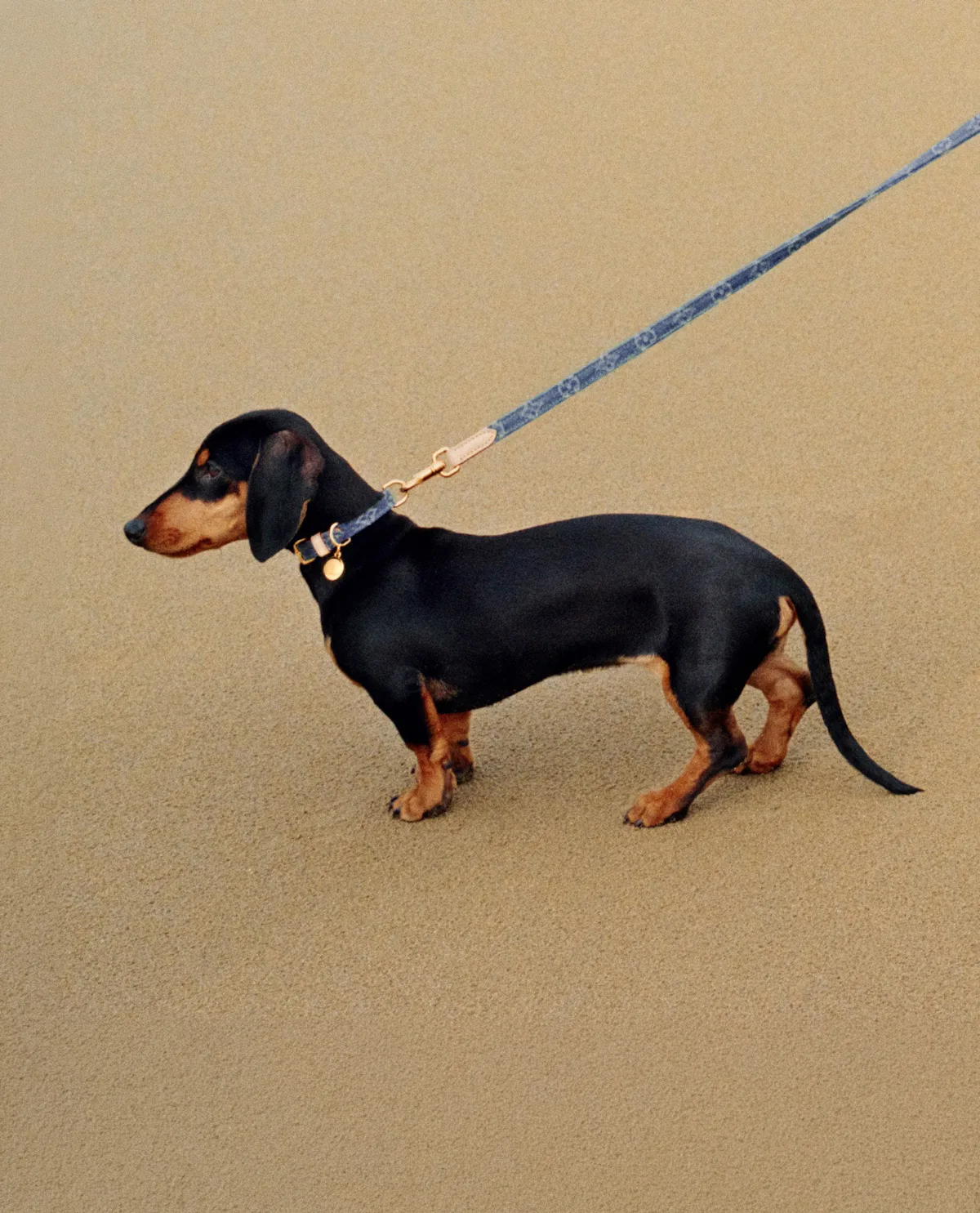 The Zoe Report’s 2026 Readers' Choice: The Best Pet Travel Accessories