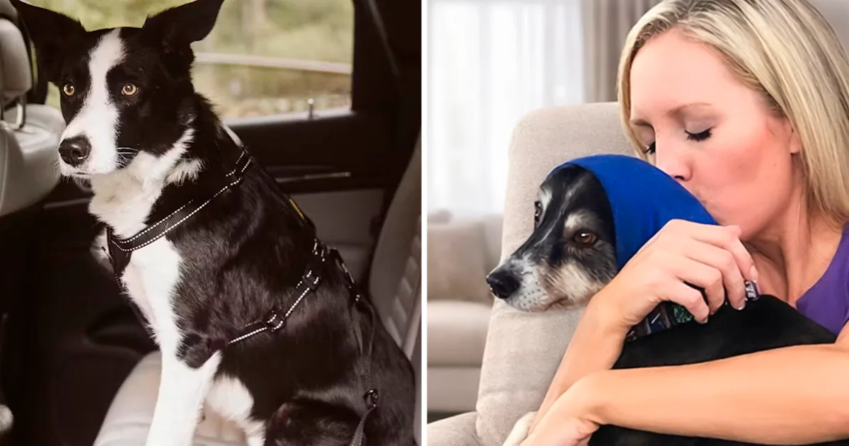 Surprising Mistakes That Make Your Dog Act Like A Pain In The Butt