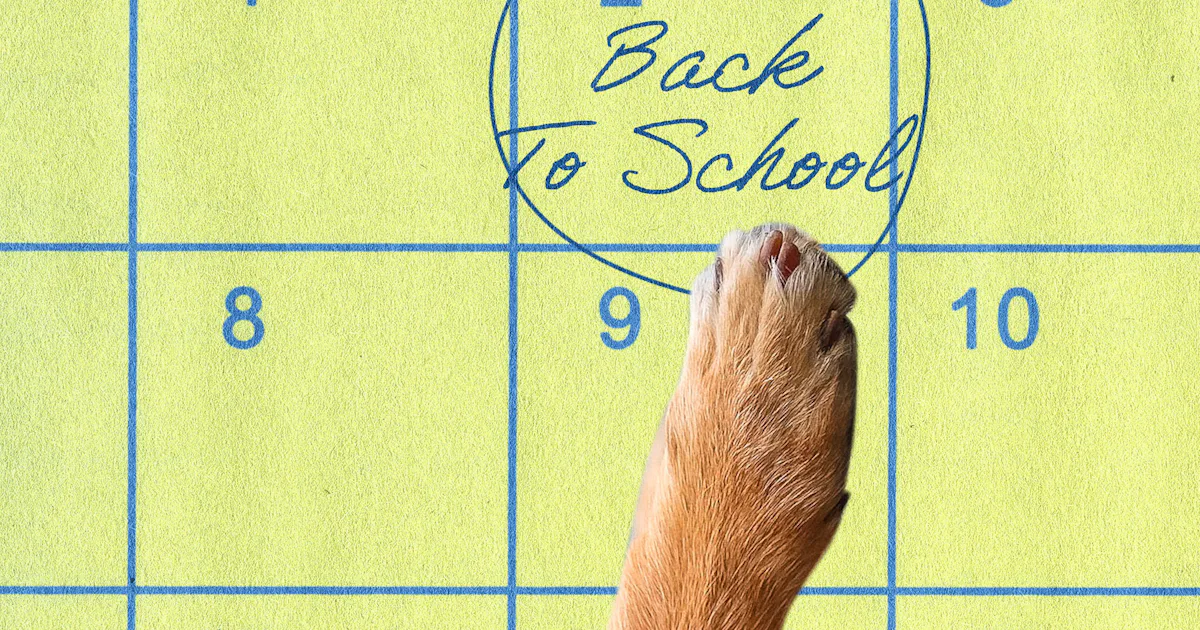 Do Dogs Need A Back-To-School Routine, Too? A Vet Behaviorist Explains