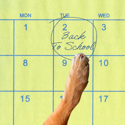 Do Dogs Need A Back-To-School Routine, Too? A Vet Behaviorist Explains