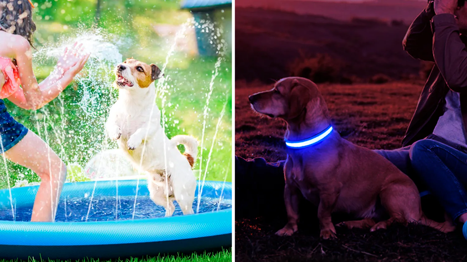55 weird-as-hell things for your dog that are utterly brilliant