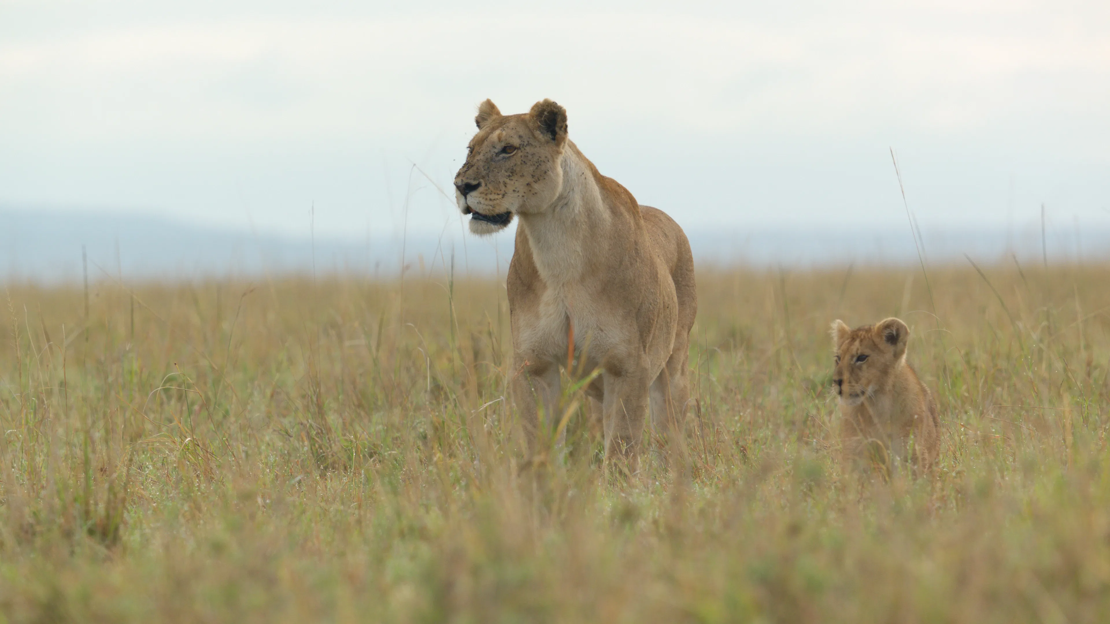 In the National Geographic docuseries 'Lion,' Summer and Kio move cautiously through the grassland, ...